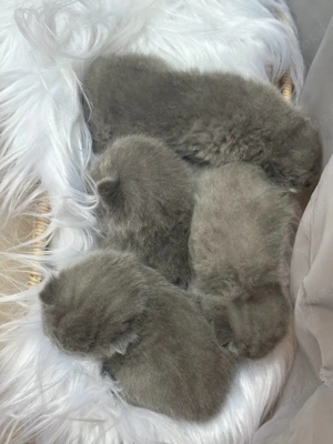 Süße bkh blau, grau, lilac Bild 4