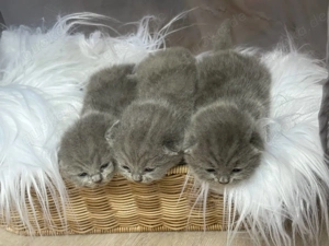 Süße bkh blau, grau, lilac Bild 5