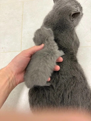 Süße bkh blau, grau, lilac