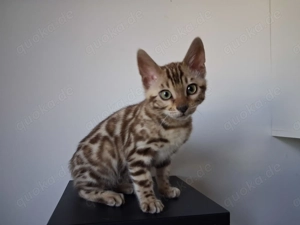 Zuckersüßer reinrassiger Bengalkater