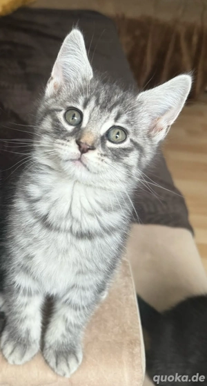 Maine Coon BKH Mix