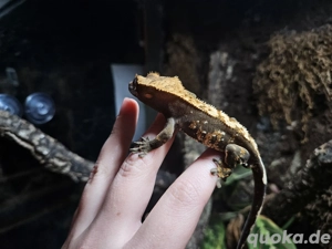 2.4 Pinstripe Harlequin 