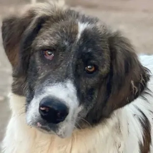 Evans, geb. ca. 04 2025, lebt in GRIECHENLAND, im städt. Tierheim Serres 