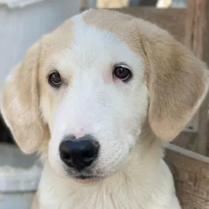 Navid, geb. ca. 04 2025, lebt in GRIECHENLAND, im städt. Tierheim Serres 