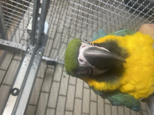 Gelbbrustara zu verkaufen 