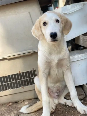 Navid, geb. ca. 04 2025, lebt in GRIECHENLAND, im städt. Tierheim Serres  Bild 8