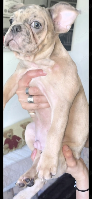 Französische bulldogge 