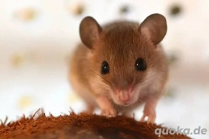 Suche : Afrikanische Knirpsmäuse 