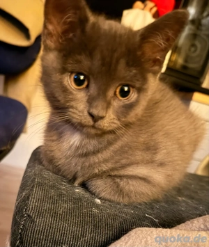 Britisch Kurzhaar Mix