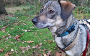 Zuhause gesucht für Joleen