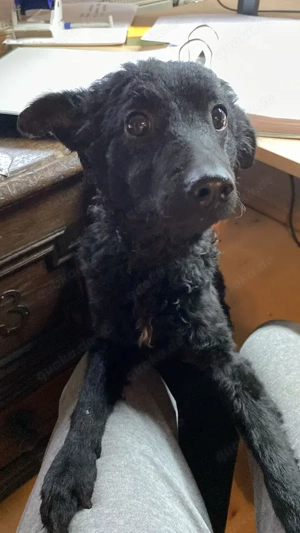 Yuna kroatischer Schäferhund Mischling Hündin sucht Zuhause für immer