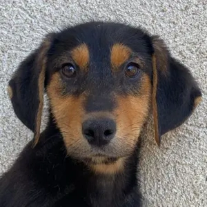 Rockie, geb. ca. 07 2025, lebt in GRIECHENLAND, im städt. Tierheim Serres