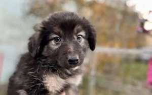Flauschiges Knopfauge Greta möchte die Welt entdecken