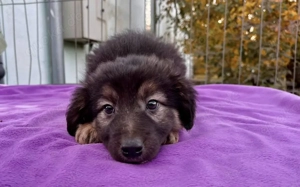 Flauschiges Knopfauge Greta möchte die Welt entdecken Bild 3