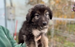 Flauschiges Knopfauge Greta möchte die Welt entdecken Bild 2