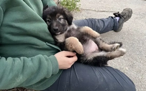 Flauschiges Knopfauge Greta möchte die Welt entdecken Bild 5