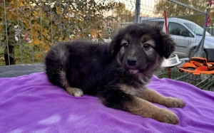 Flauschiges Knopfauge Greta möchte die Welt entdecken Bild 4