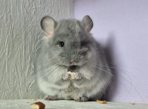 Chinchilla Baby Böckchen RESERVIERT 