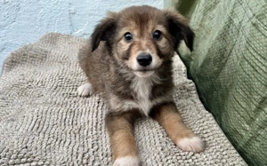 MItsy sucht ein sicheres Zuhause