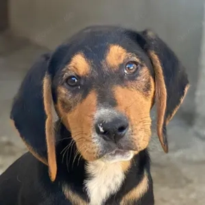 Jäger, geb. ca. 08 2025, lebt in GRIECHENLAND, im städt. Tierheim Serres 