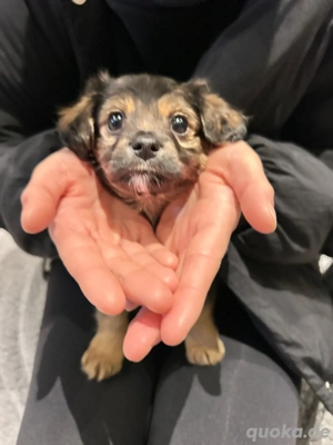 Baby bichon mix hunde 