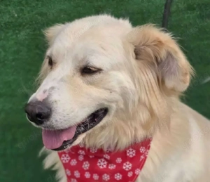 Cremefarbenes Fell - bernsteinfarbene Augen   das ist CHASE Bild 3