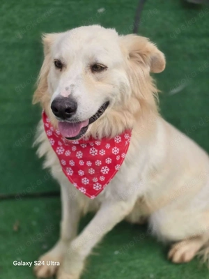 Cremefarbenes Fell - bernsteinfarbene Augen   das ist CHASE Bild 2