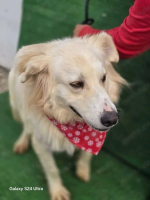 Cremefarbenes Fell - bernsteinfarbene Augen   das ist CHASE Bild 4