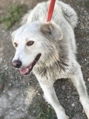 Cremefarbenes Fell - bernsteinfarbene Augen   das ist CHASE Bild 8