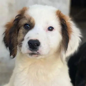 Fidi, geb. ca. 08 2025, lebt in GRIECHENLAND, im städt. Tierheim Serres