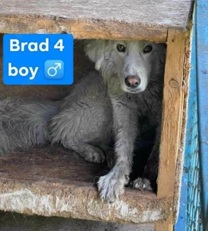 Cremefarbenes Fell - bernsteinfarbene Augen   das ist CHASE Bild 9