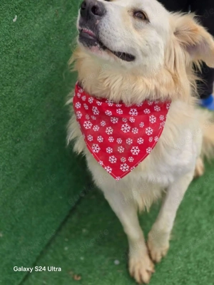 Cremefarbenes Fell - bernsteinfarbene Augen   das ist CHASE Bild 5