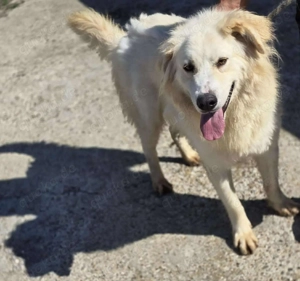 Cremefarbenes Fell - bernsteinfarbene Augen   das ist CHASE Bild 6