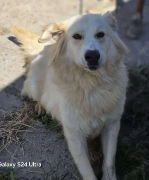 Cremefarbenes Fell - bernsteinfarbene Augen   das ist CHASE Bild 7