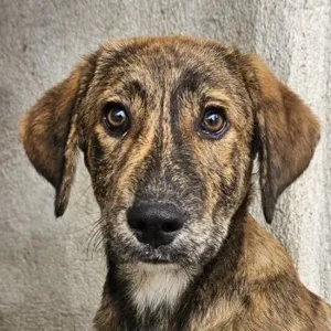 Fiyero, geb. ca. 07 2025, lebt in GRIECHENLAND, im städt. Tierheim Serres 