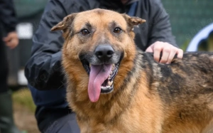 Menschenbezogener Atax sucht eine Famili