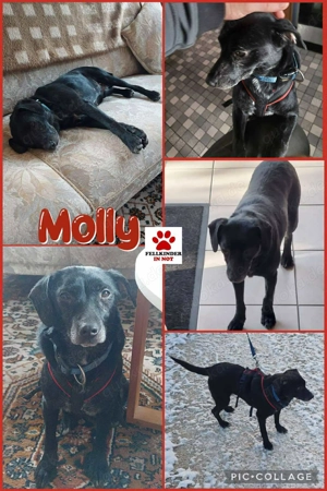 Molly kleine Mischlingshündin Mischling Hündin sucht Zuhause für immer