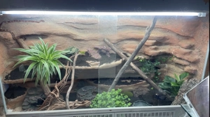 2 Kornnattern mit Terrarium