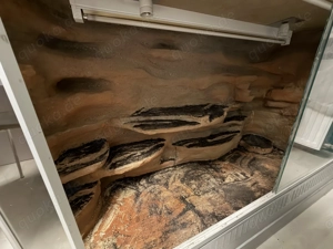 2 Kornnattern mit Terrarium Bild 3