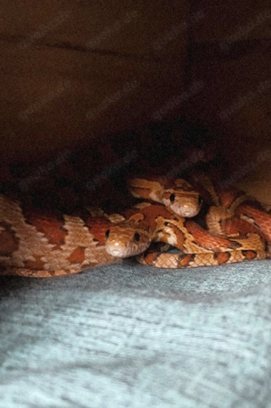 2 Kornnattern mit Terrarium Bild 9