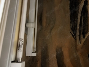 2 Kornnattern mit Terrarium Bild 7