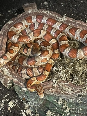 2 Kornnattern mit Terrarium Bild 10