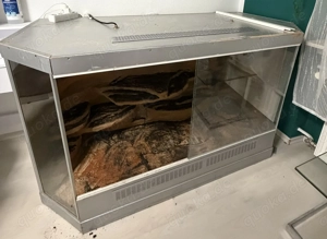 2 Kornnattern mit Terrarium Bild 6