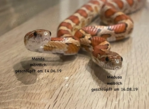 2 Kornnattern mit Terrarium Bild 8