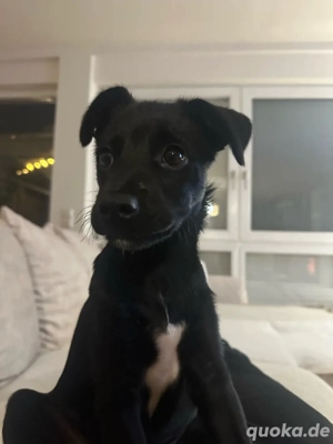 Mila 4 Monate alt* gerettet aus Bosnien