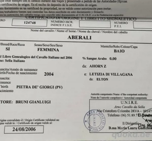 süßes und liebenswertes Pferd zur Adoption verfügbar Bild 2