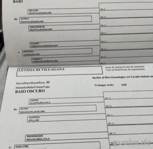 süßes und liebenswertes Pferd zur Adoption verfügbar Bild 3