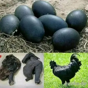  Ayam Cemani Hühner