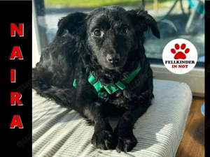 süße kleine Mischlings-Hündin Naira sucht ein Zuhause oder Pflegestelle