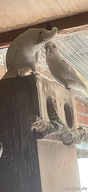 Suche Goffin Kakadus 